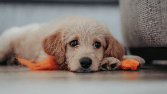 get rid of dog hair and pet odor - Pet friendly cleaning company Magnolia TX