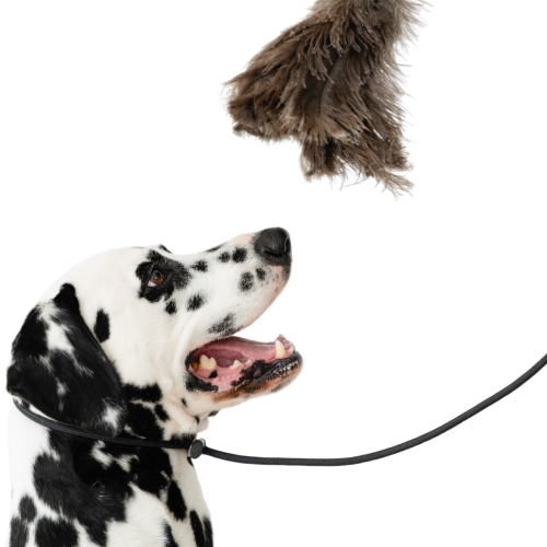 Dalmatian dog looking up at feather duster representing pet-friendly residential cleaning service in Magnolia Texas